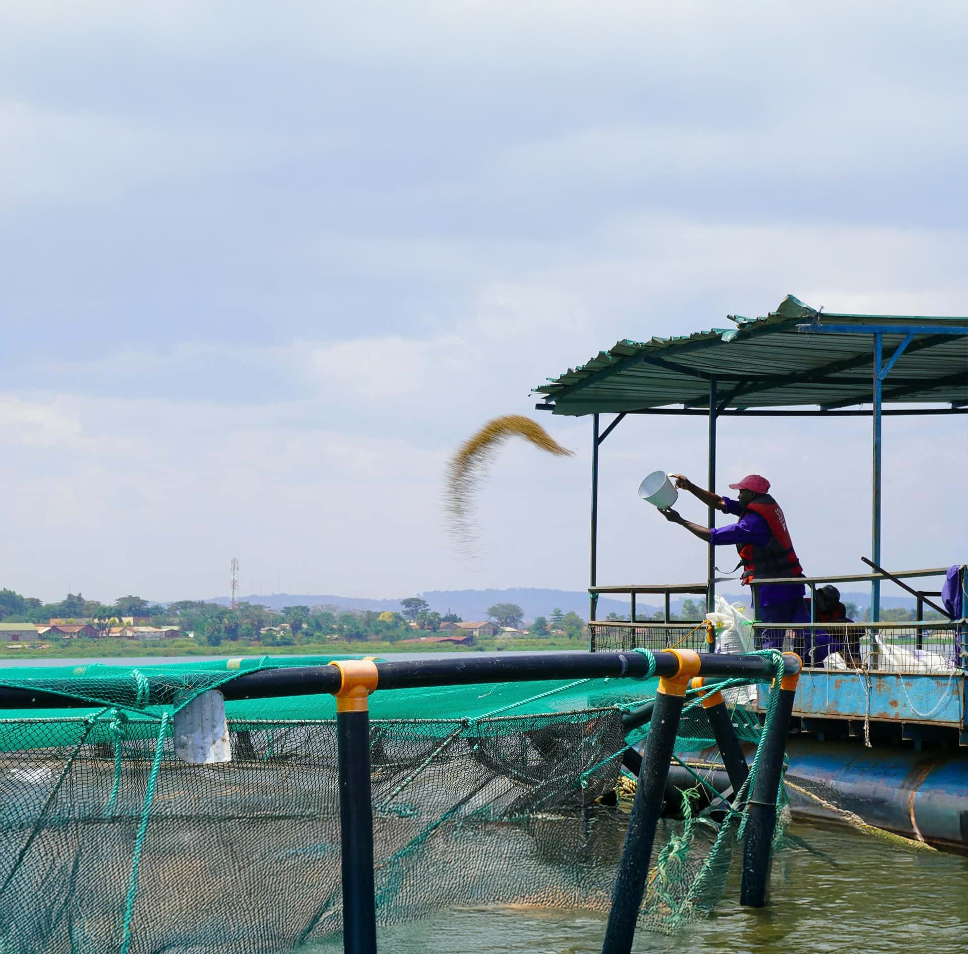 fish feeding in a man made pod