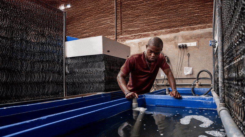 a man tending to fish in a pond